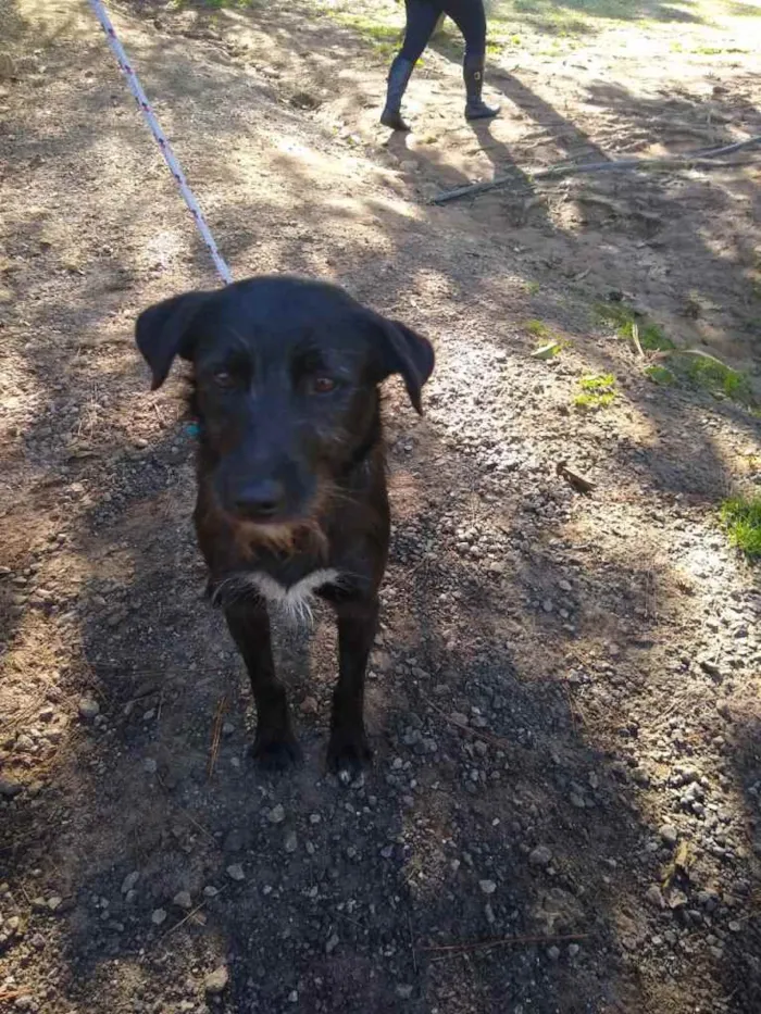 Cachorro ra a srd idade 2 anos nome Estopa