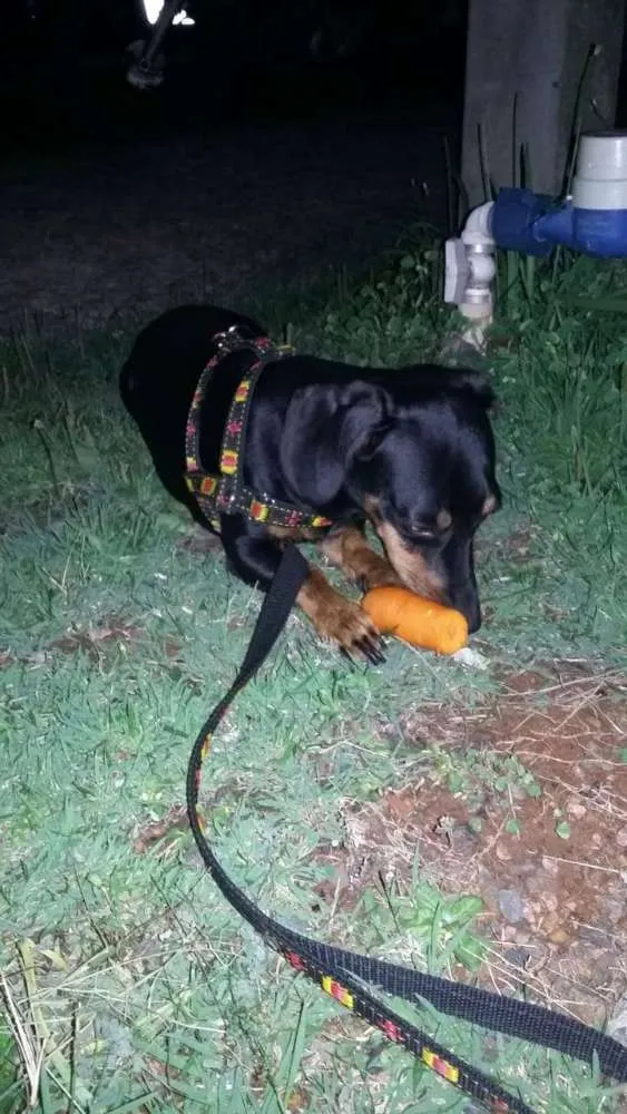 Cachorro ra a Linguicinha  idade 1 ano nome Bob