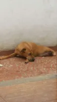 Cachorro raça SRD idade 6 ou mais anos nome Marvin
