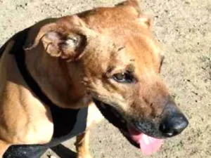 Cachorro raça SRD idade 6 ou mais anos nome Marvin