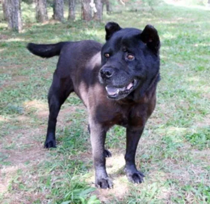 Cachorro ra a chou chou idade 6 ou mais anos nome Horus
