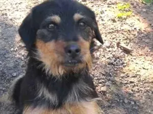 Cachorro raça SRD idade 2 anos nome Amendoin