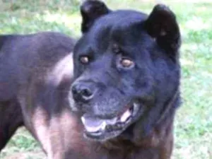 Cachorro raça chou chou idade 6 ou mais anos nome Horus