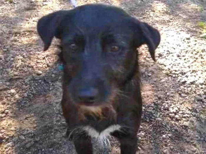 Cachorro ra a srd idade 2 anos nome Estopa