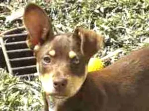 Cachorro raça ? idade 2 a 6 meses nome Mel