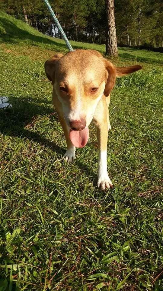 Cachorro ra a srd idade 4 anos nome Jack