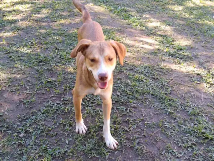 Cachorro ra a srd idade 4 anos nome Jack