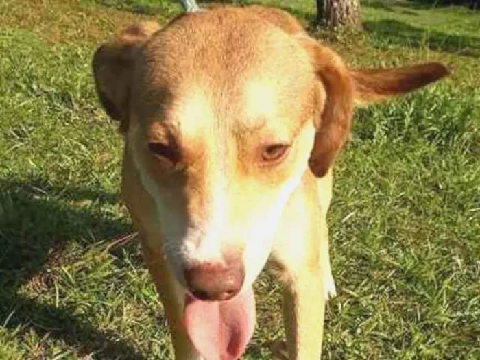 Cachorro ra a srd idade 4 anos nome Jack