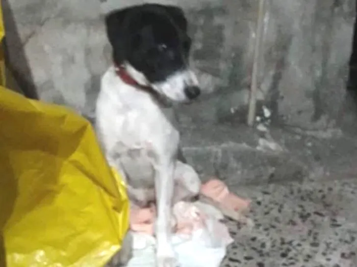 Cachorro ra a Vira lata idade 2 a 6 meses nome Não possui nome