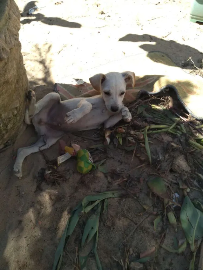 Cachorro ra a Vira-lata idade 2 a 6 meses nome Marley