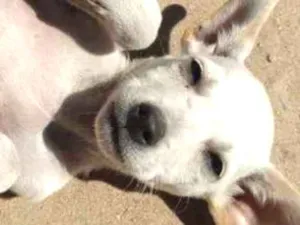 Cachorro raça Vira-lata idade 2 a 6 meses nome Marley