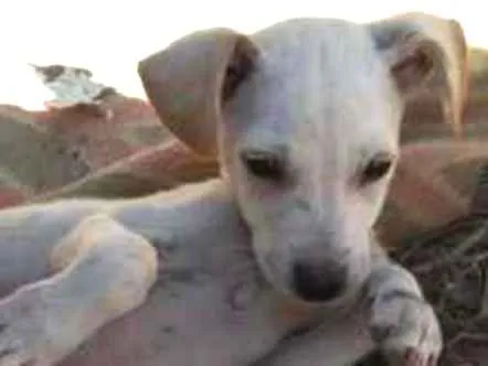 Cachorro ra a Vira-lata idade 2 a 6 meses nome Marley