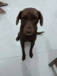 Kiara