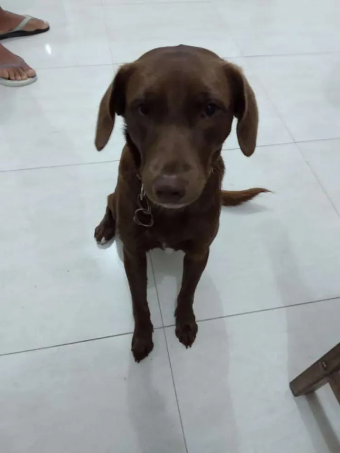 Cachorro raça Srd idade 1 ano nome Kiara