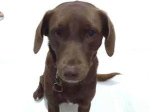 Cachorro raça Srd idade 1 ano nome Kiara