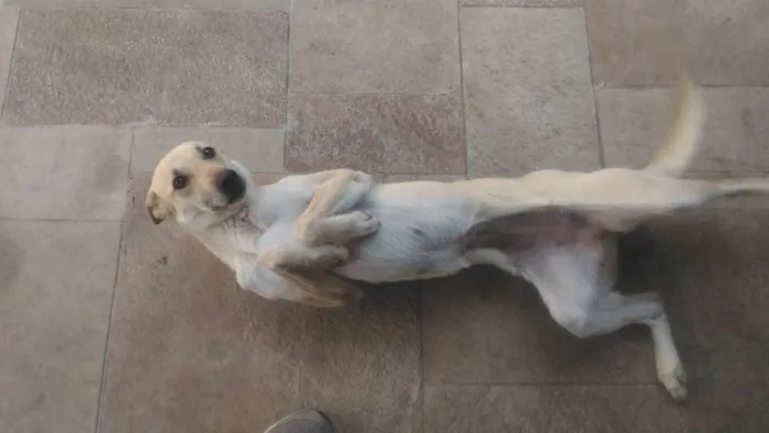 Cachorro ra a Sem Raça Definida idade 2 anos nome Mel