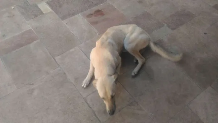 Cachorro ra a Sem Raça Definida idade 2 anos nome Mel