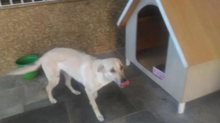 Cachorro ra a Sem Raça Definida idade 2 anos nome Mel