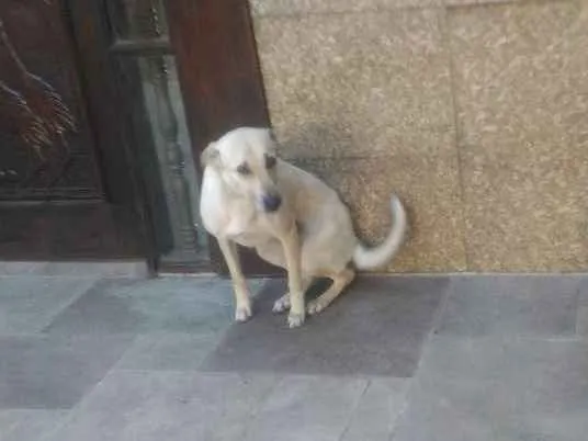 Cachorro ra a Sem Raça Definida idade 2 anos nome Mel