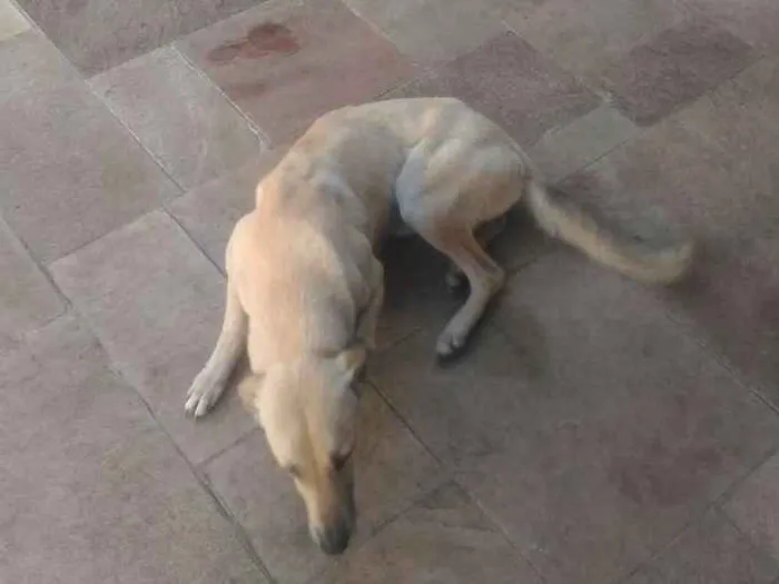 Cachorro ra a Sem Raça Definida idade 2 anos nome Mel
