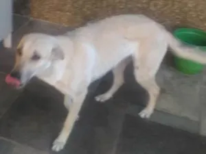 Cachorro raça Sem Raça Definida idade 2 anos nome Mel