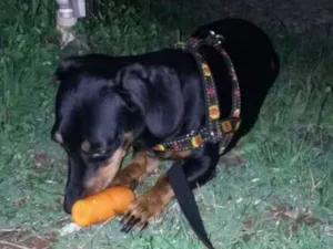 Cachorro raça Linguicinha  idade 1 ano nome Bob