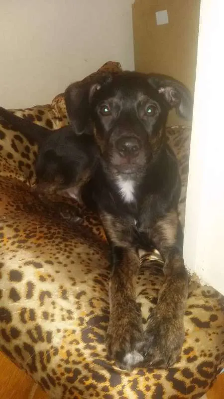 Cachorro ra a Sem raça definida idade 2 a 6 meses nome Stalone filhote
