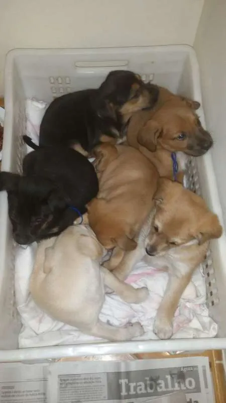 Cachorro ra a Sem raça definida idade 2 a 6 meses nome Stalone filhote