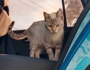 Gato ra a Sem raça  idade 7 a 11 meses nome Manu