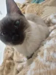 Gata