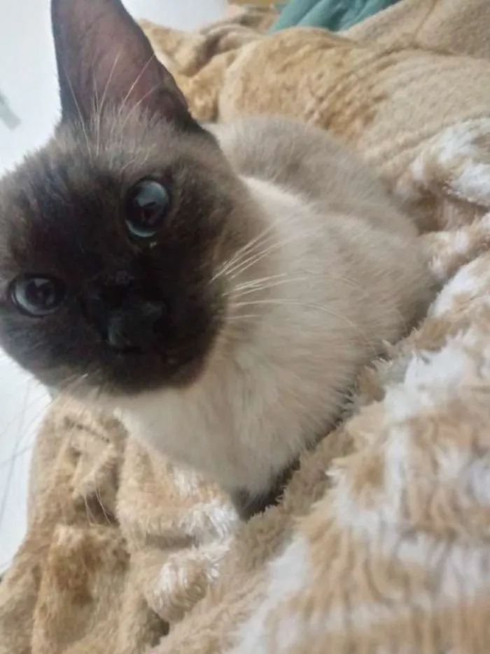 Gato ra a Siamês idade 7 a 11 meses nome Gata