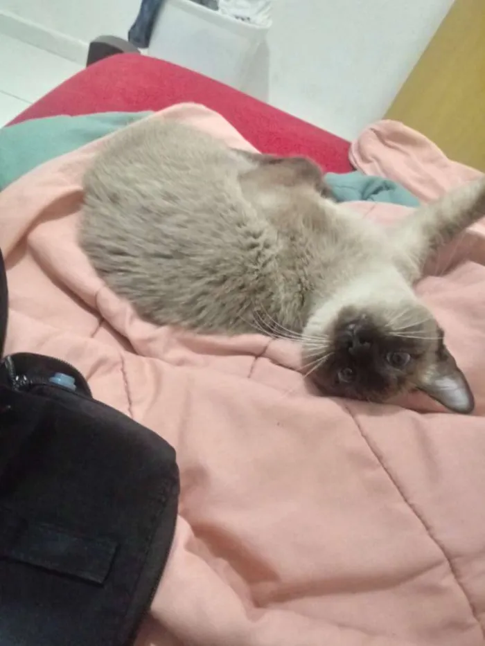 Gato ra a Siamês idade 7 a 11 meses nome Gata