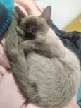 Gata