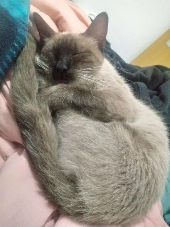 Gato ra a Siamês idade 7 a 11 meses nome Gata