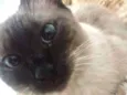 Gata