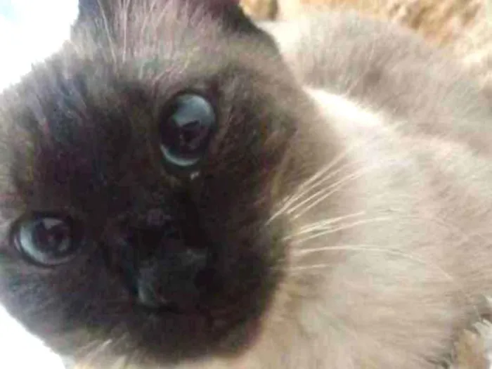 Gato ra a Siamês idade 7 a 11 meses nome Gata