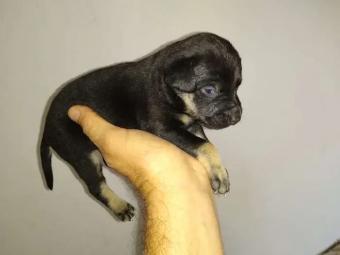 Cachorro ra a Mistura de Belga idade  nome Sem nome