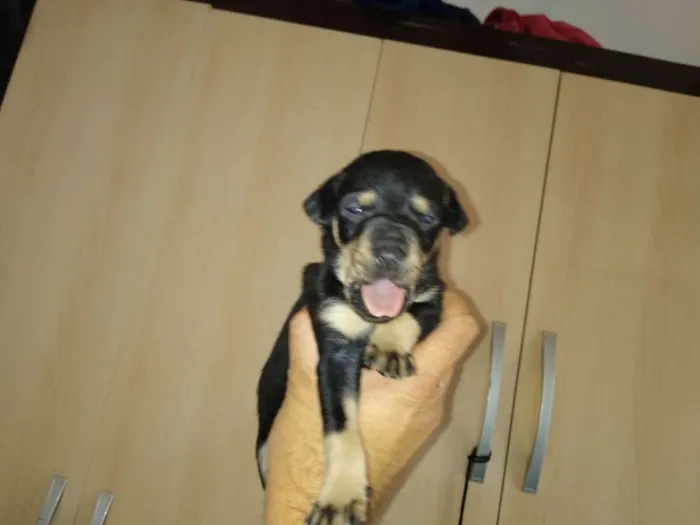 Cachorro ra a Mistura de Belga idade  nome Sem nome