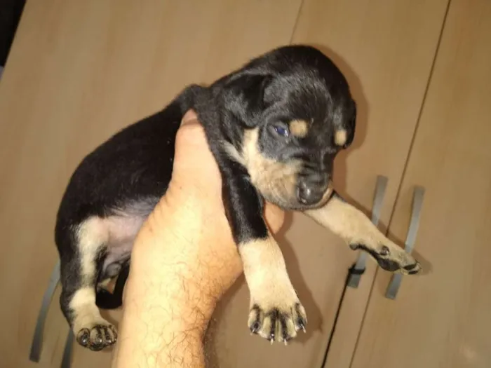 Cachorro ra a Mistura de Belga idade  nome Sem nome