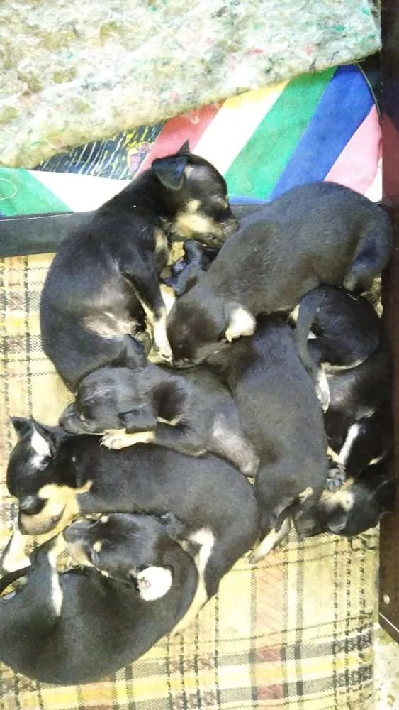 Cachorro ra a Mistura de Belga idade  nome Sem nome