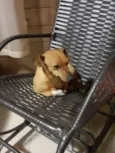 Nenê 