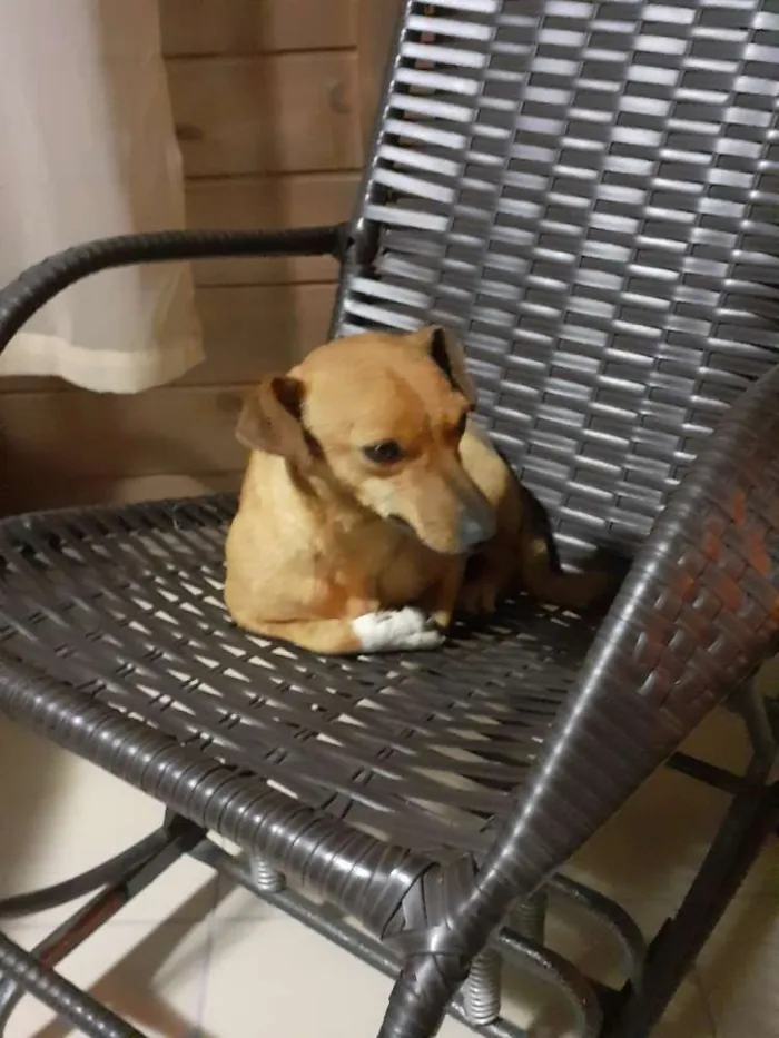 Cachorro ra a Vira lata idade 3 anos nome Nenê 