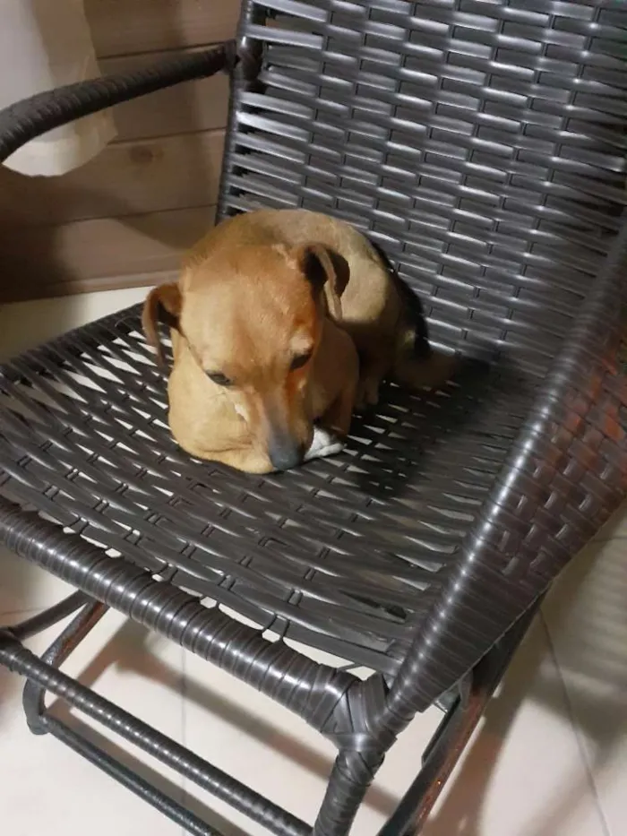Cachorro ra a Vira lata idade 3 anos nome Nenê 