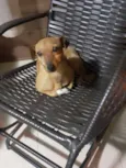 Nenê 