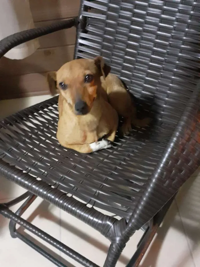 Cachorro ra a Vira lata idade 3 anos nome Nenê 