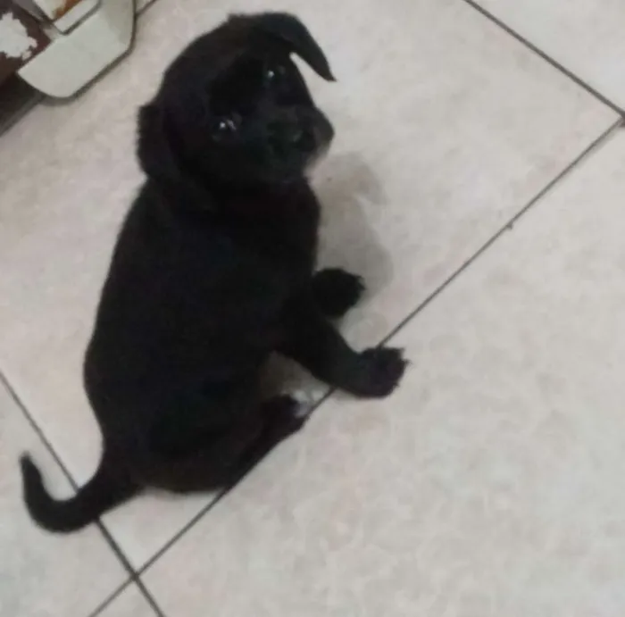 Cachorro ra a Srd idade Abaixo de 2 meses nome Estela