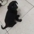 Estela
