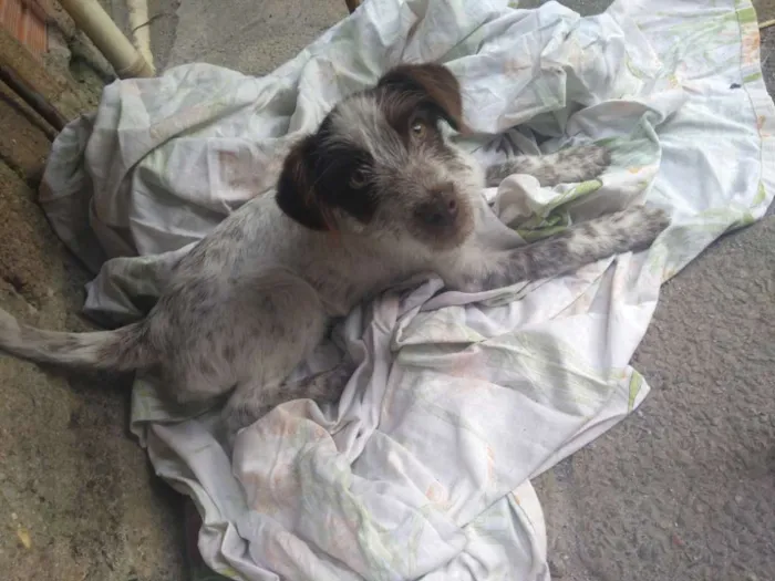 Cachorro ra a Vira lata  idade 7 a 11 meses nome Flocos