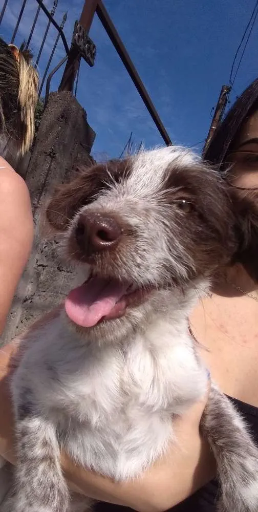 Cachorro ra a Vira lata  idade 7 a 11 meses nome Flocos