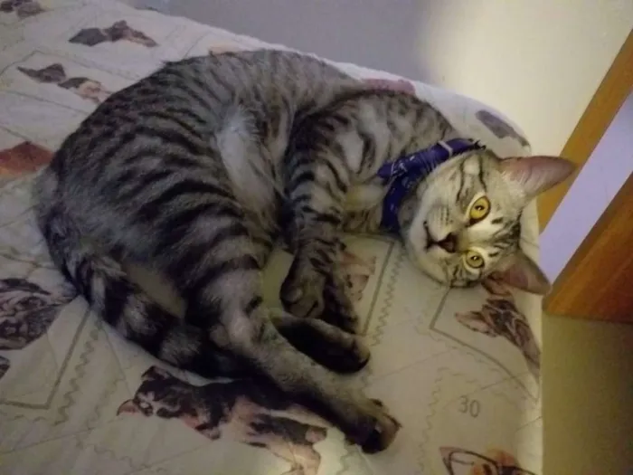 Gato raça Indefinida idade 1 ano nome Layon